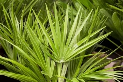 Chamaerops humilis (Dwergwaaierpalm)