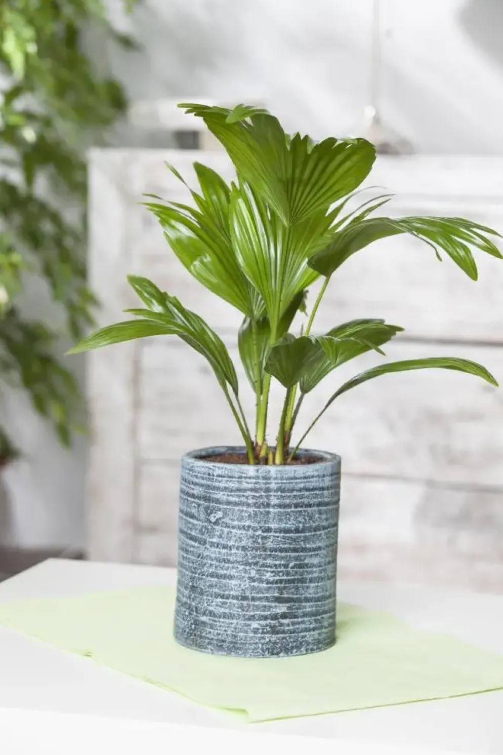 Chamaerops humilis (Dwergwaaierpalm)