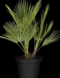 Chamaerops humilis (Dwergwaaierpalm)
