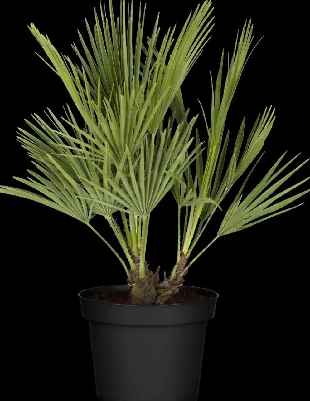 Chamaerops humilis (Dwergwaaierpalm)
