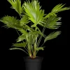 Chamaerops humilis (Europese Dwergpalm) 85cm