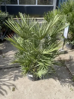 Chamaerops humilis (Europese Dwergpalm) 85cm