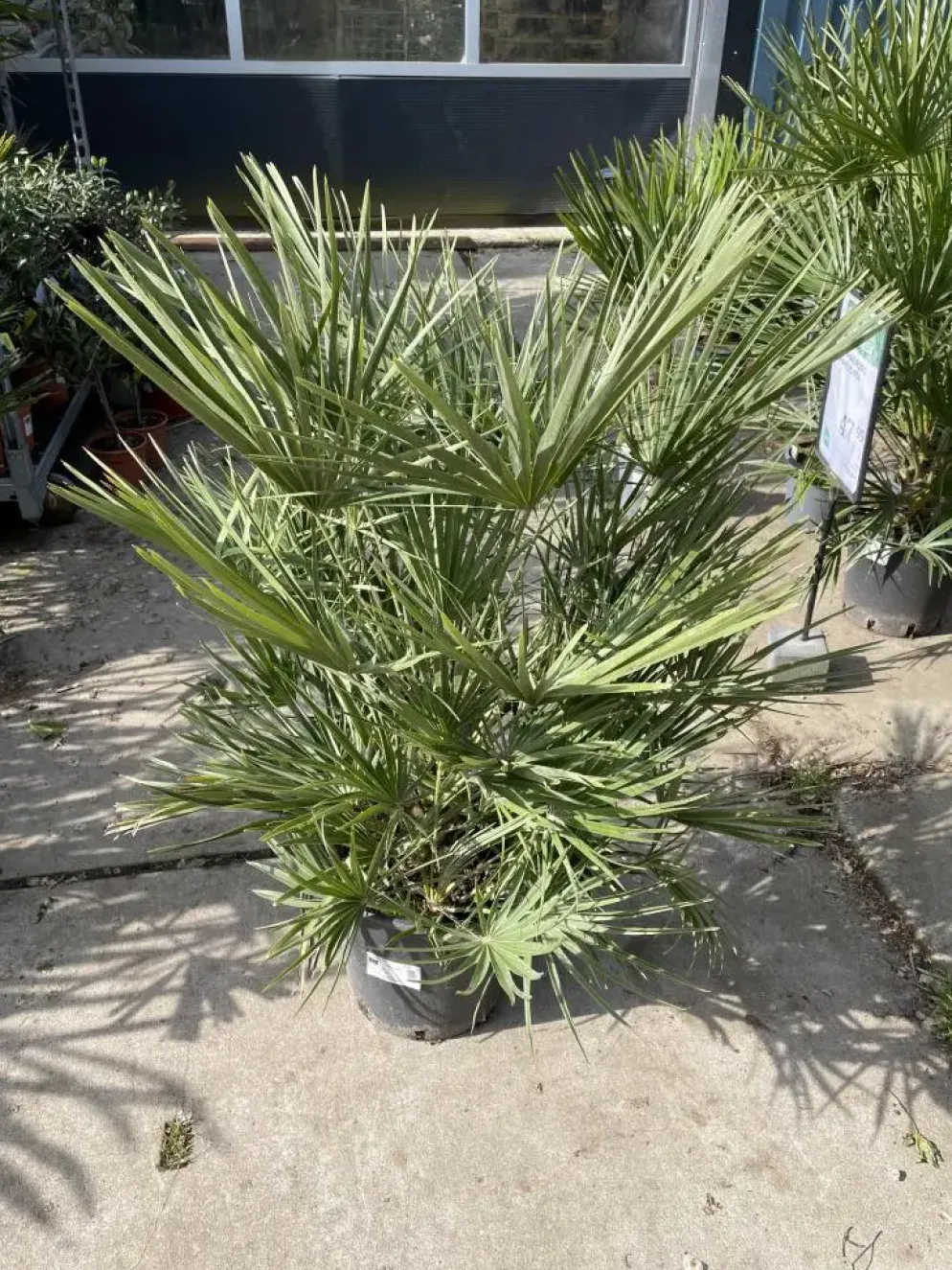 Chamaerops humilis (Europese Dwergpalm) 85cm