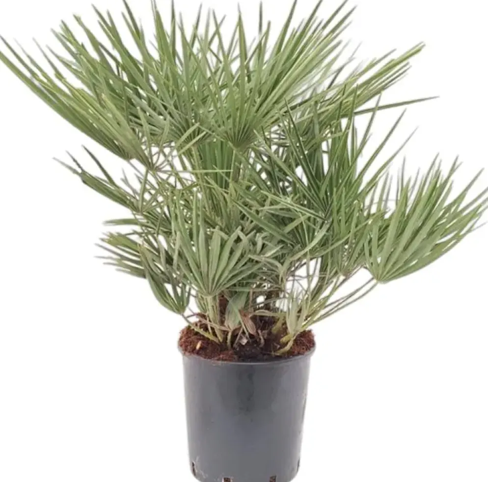 Chamaerops humilis (Europese Dwergpalm) 85cm
