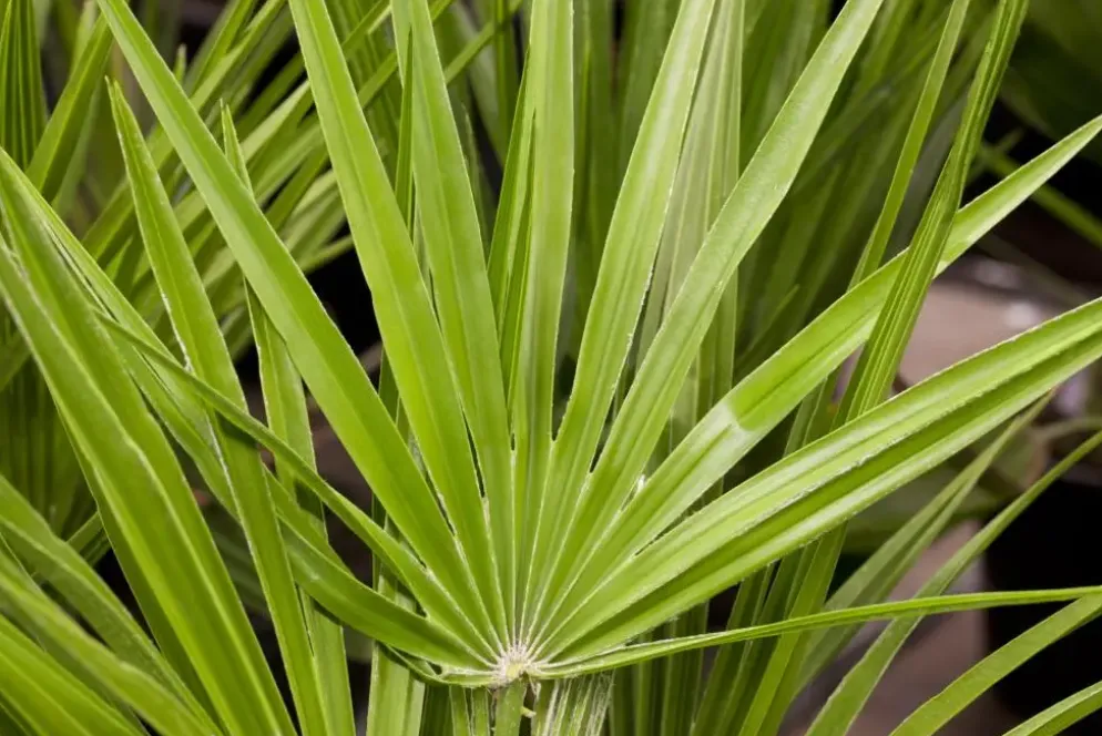 Chamaerops humilis (Europese Dwergpalm) 85cm