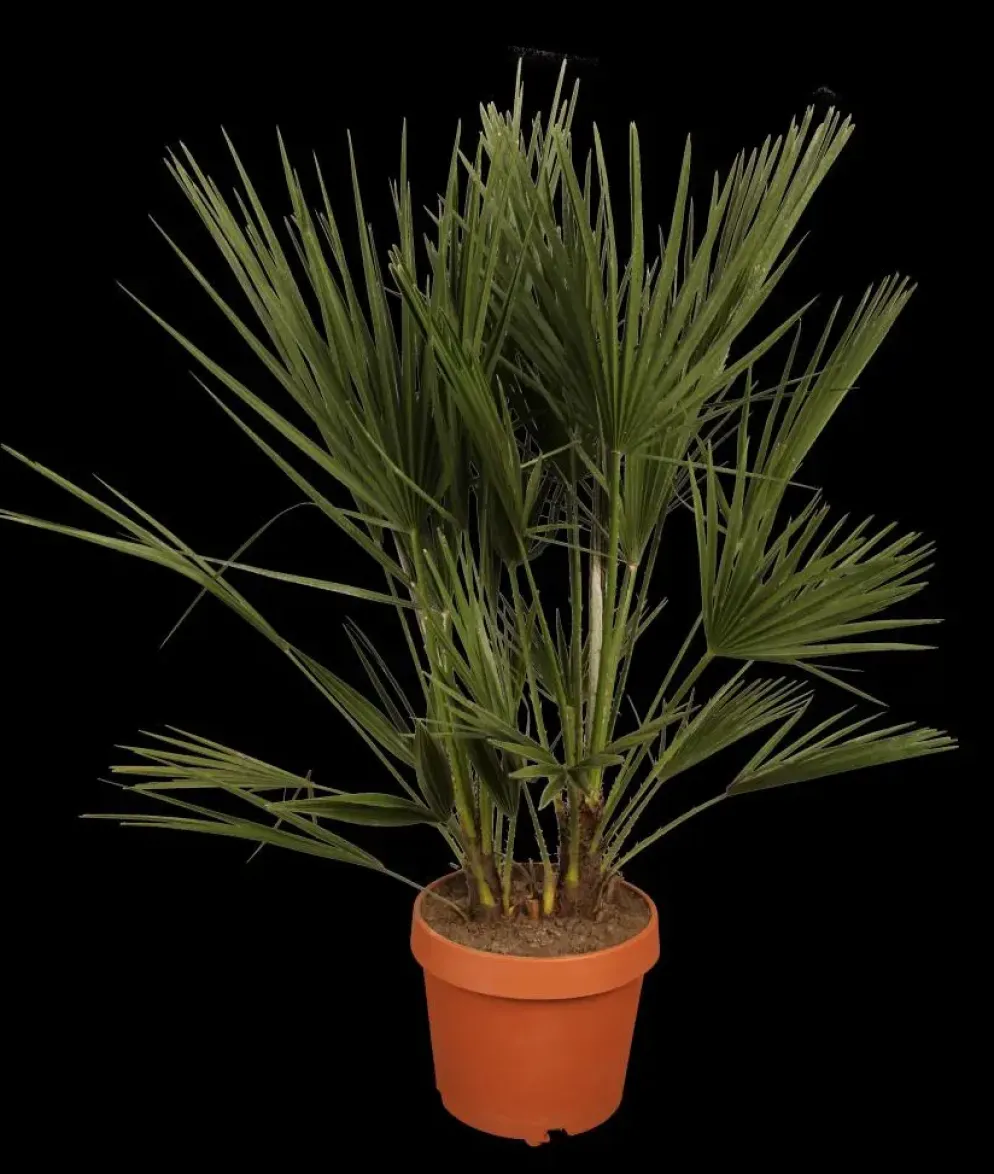 Chamaerops humilis (Europese Dwergpalm) 85cm