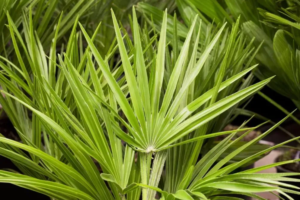 Chamaerops humilis (Europese Dwergpalm) 85cm