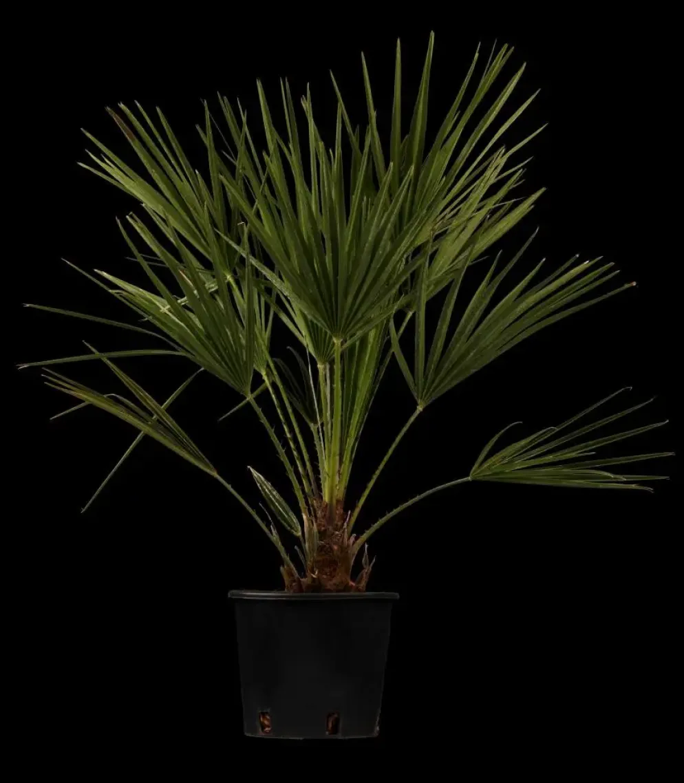 Chamaerops humilis (Europese Dwergpalm) 85cm