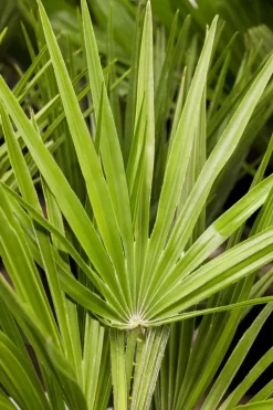 Chamaerops humilis (Europese Dwergpalm) 85cm