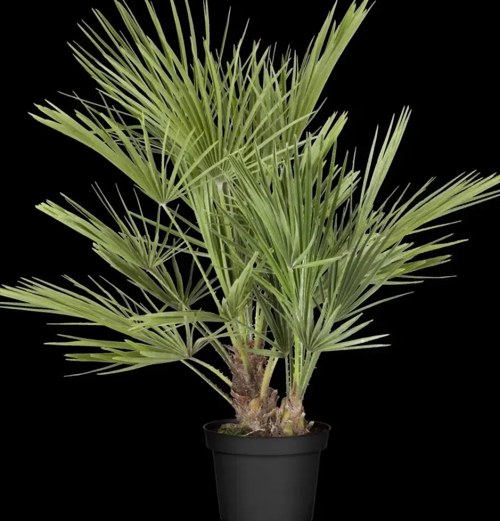 Chamaerops humilis (Europese Dwergpalm) 85cm