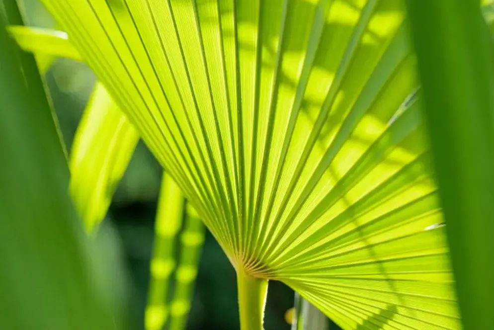 Chamaerops humilis (Europese Dwergpalm) 85cm