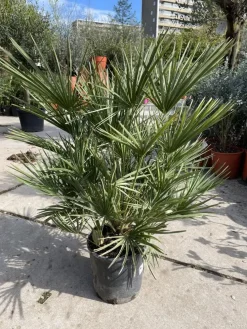 Chamaerops humilis (Europese Dwergpalm) 85cm
