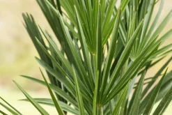 Chamaerops humilis (Europese Dwergpalm) 85cm