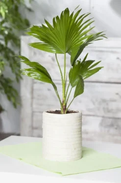 Chamaerops humilis (Europese Dwergpalm) 85cm