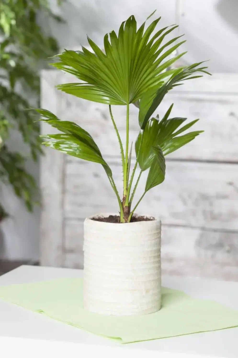 Chamaerops humilis (Europese Dwergpalm) 85cm
