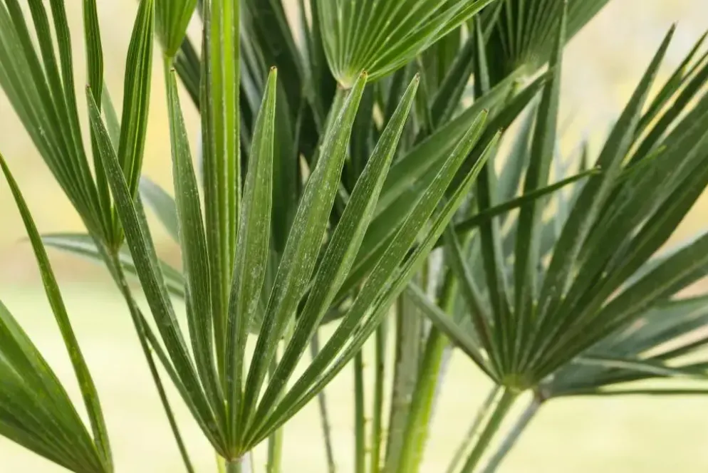 Chamaerops humilis (Europese Dwergpalm) 85cm