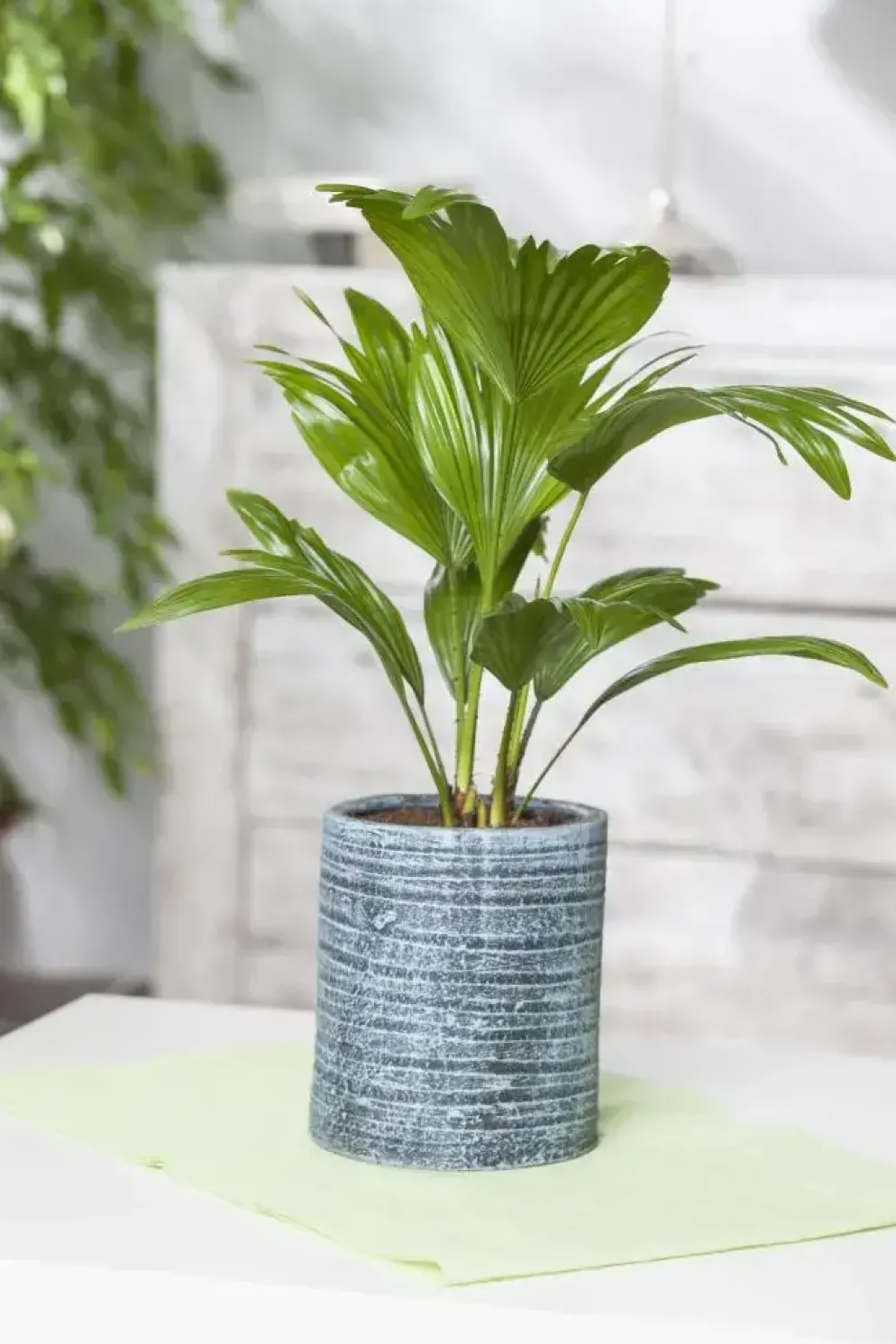 Chamaerops humilis (Europese Dwergpalm) 85cm