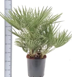 Chamaerops humilis (Europese Dwergpalm) 85cm