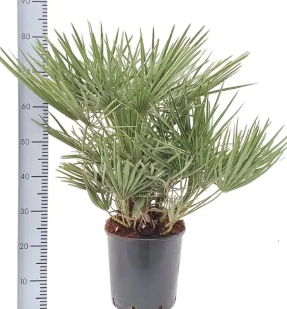 Chamaerops humilis (Europese Dwergpalm) 85cm