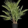 Chamaerops humilis (Europese Dwergpalm) p27 h150cm