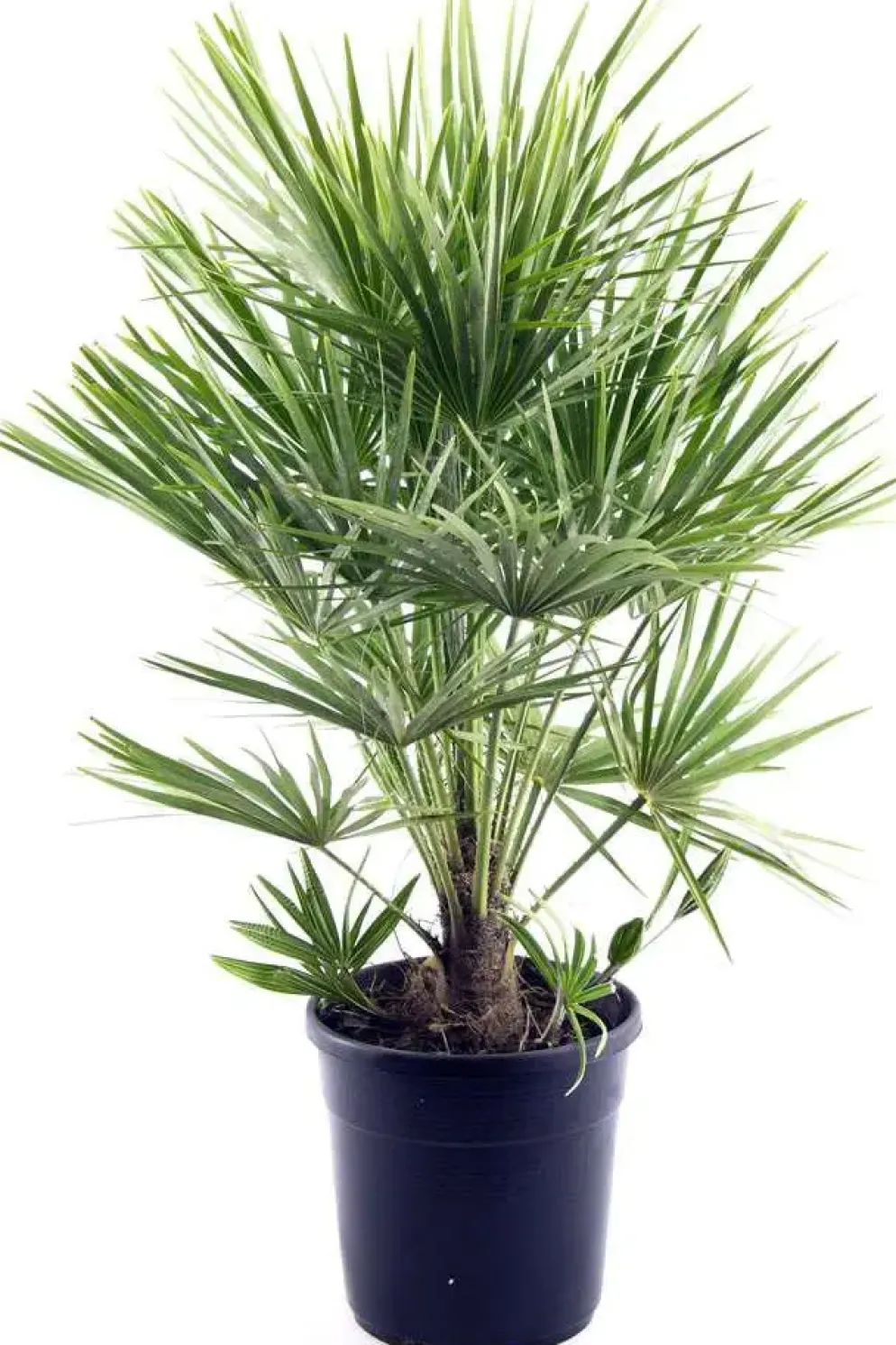 Chamaerops humilis (Europese Dwergpalm) p27 h150cm