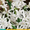 Chionodoxa luciliae alba 20 stuks