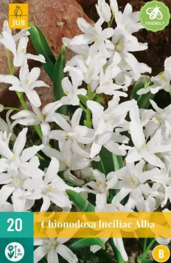 Chionodoxa luciliae alba 20 stuks