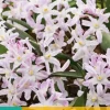 Chionodoxa Pink Giant 15 stuks