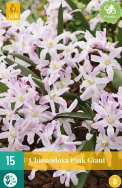 Chionodoxa Pink Giant 15 stuks