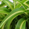 Chlorophytum bonnie (Graslelie) 20cm