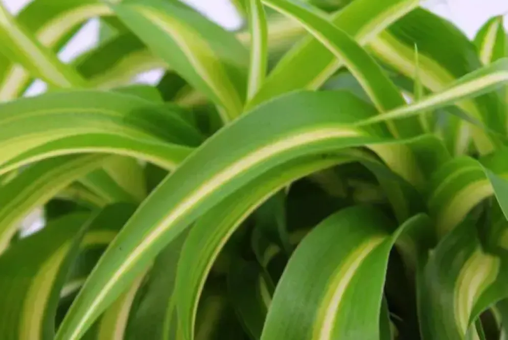 Chlorophytum bonnie (Graslelie) 20cm