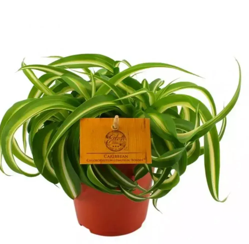 Chlorophytum bonnie (Graslelie) 20cm
