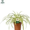 Chlorophytum comosum 'Atlantic' (Graslelie) 25cm