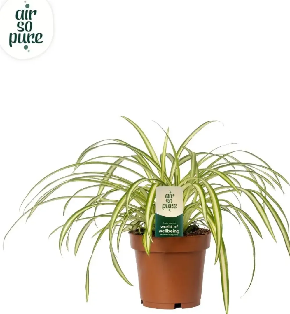 Chlorophytum comosum 'Atlantic' (Graslelie) 25cm