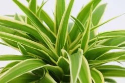 Chlorophytum ocean (Graslelie) 20cm