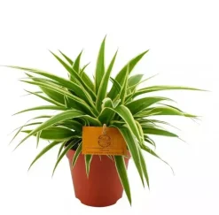 Chlorophytum ocean (Graslelie) 20cm
