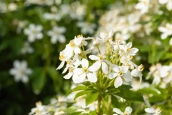 Choisya ternata (Choisya)