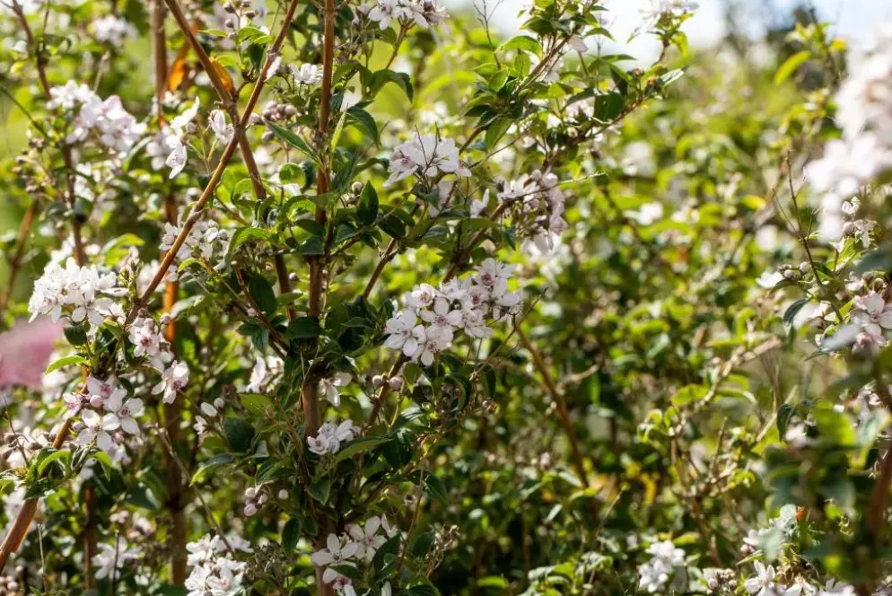 Choisya ternata (Choisya)