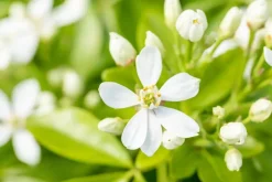 Choisya ternata (Choisya)