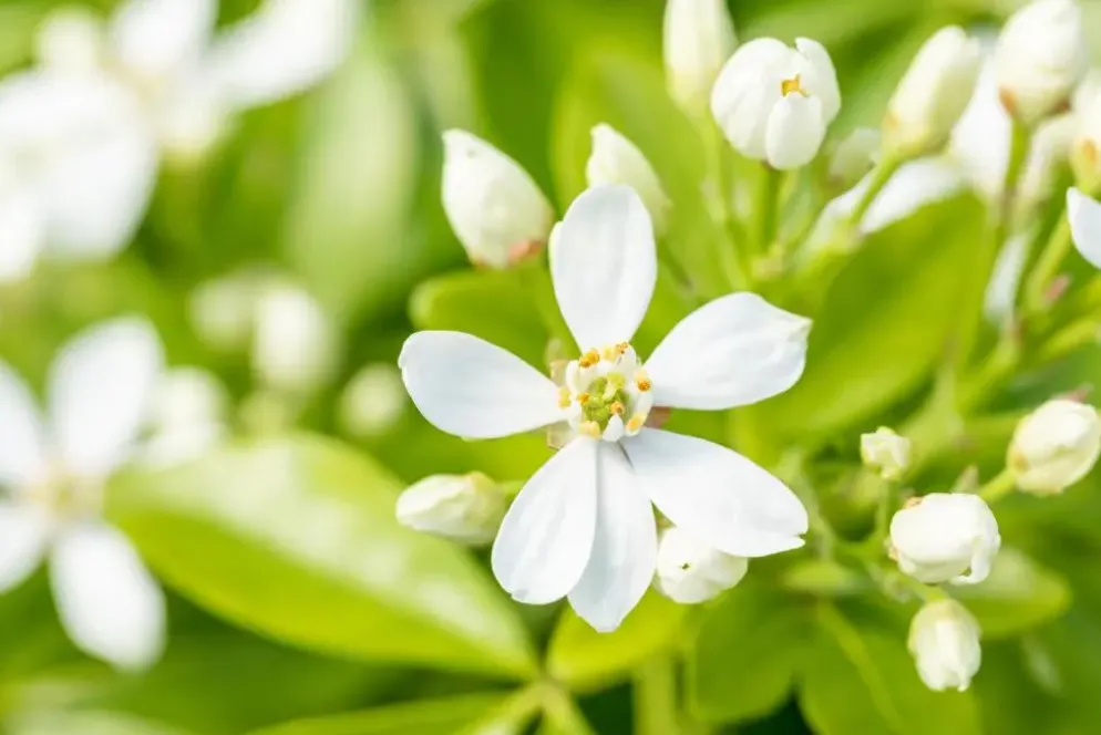 Choisya ternata (Choisya)