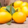 Citrus japonica (Chinese kumquat)