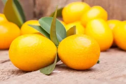 Citrus japonica (Chinese kumquat)