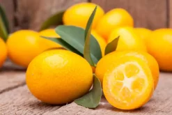 Citrus japonica (Chinese kumquat)