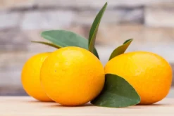 Citrus japonica (Chinese kumquat)