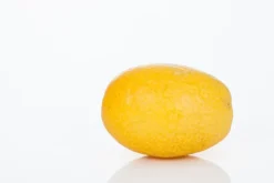 Citrus japonica (Chinese kumquat)