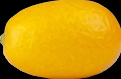 Citrus japonica (Chinese kumquat)