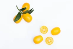 Citrus japonica (Chinese kumquat)