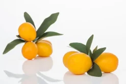Citrus japonica (Chinese kumquat)