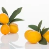 Citrus japonica (Chinese kumquat)