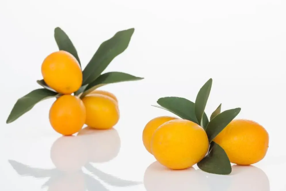 Citrus japonica (Chinese kumquat)